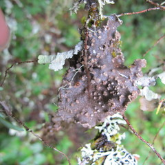Pseudocyphellaria mallota