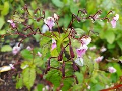 Impatiens tuberculata