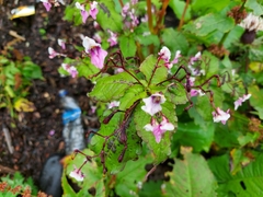 Impatiens tuberculata