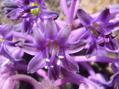 Ledebouria sandersonii