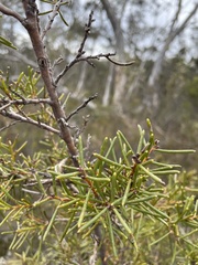 Leptospermum juniperinum