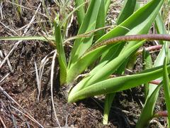 Ledebouria sandersonii