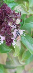 Apis florea
