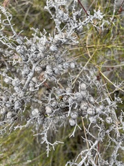 Leptospermum juniperinum