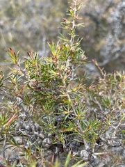 Leptospermum juniperinum