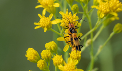 Chauliognathus omissus