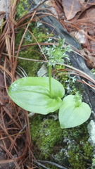 Malaxis brachystachys