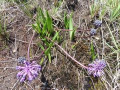 Ledebouria sandersonii