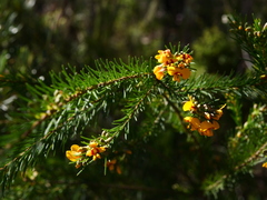 Dillwynia floribunda