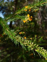 Dillwynia floribunda