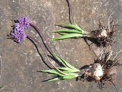 Ledebouria sandersonii