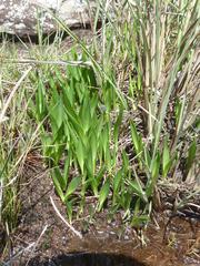 Ledebouria sandersonii