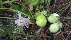 Passiflora karwinskii