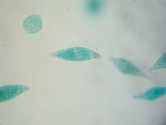 Euglena