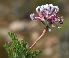Serruria gremialis