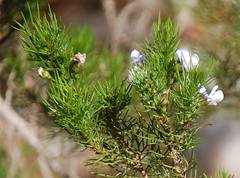 Psoralea affinis