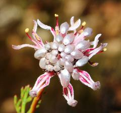 Serruria gremialis