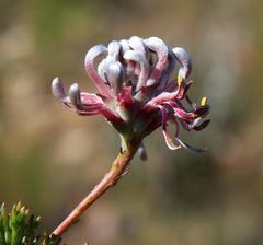 Serruria gremialis