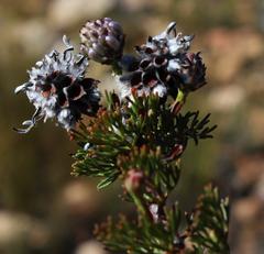 Serruria gremialis
