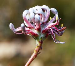 Serruria gremialis