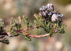Serruria gremialis