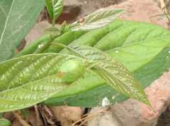 Chlorocoris distinctus