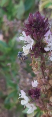 Apis florea