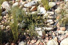 Serruria gremialis