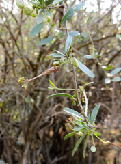 Cadaba natalensis
