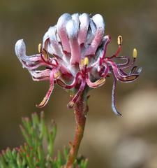 Serruria gremialis