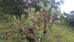 Opuntia lasiacantha