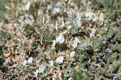 Astragalus brevifolius
