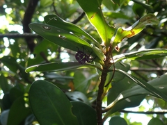 Pachyrhynchus jitanasaius