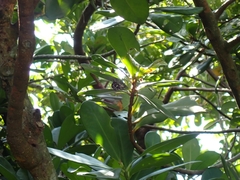 Pachyrhynchus jitanasaius