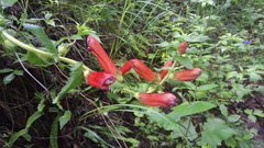 Lamourouxia rhinanthifolia