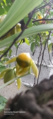 Catasetum viridiflavum