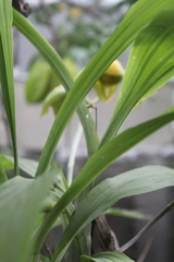 Catasetum viridiflavum