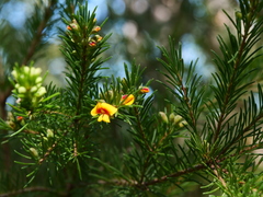 Dillwynia floribunda