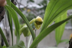 Catasetum viridiflavum