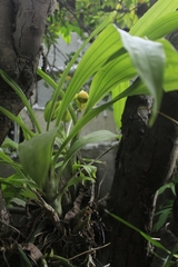 Catasetum viridiflavum