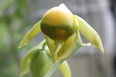 Catasetum viridiflavum