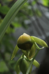 Catasetum viridiflavum