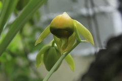 Catasetum viridiflavum