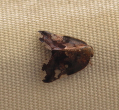 Ricania speculum
