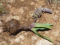Ledebouria asperifolia