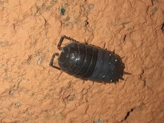 Porcellio laevis