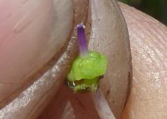 Ledebouria asperifolia