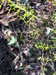 Everistia vacciniifolia nervosa