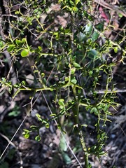 Everistia vacciniifolia nervosa