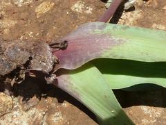 Ledebouria asperifolia